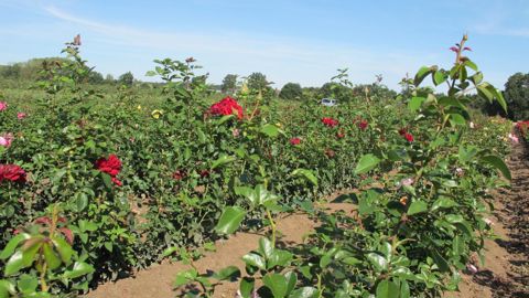 Le mancozèbe, troisième molécule la plus vendue, est un fongicide utilisé pour de nombreuses cultures ornementales, y compris les rosiers. ©L. Hespel